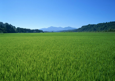 走在乡间田野上,三月春风入画廊