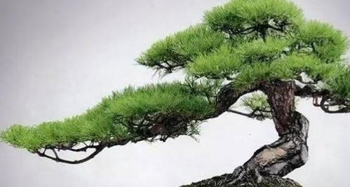 养山松别再不知道咋浇水好了,这个 养护指南 ,让盆景健康旺盛