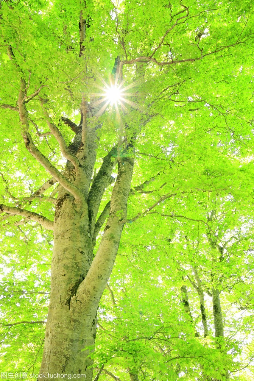 新鲜,太阳,flourish,风光旅游,beech tree,山毛榉树,白天,旅行,户外,摄影,绿色,自然,风景,竖构图,非都市风光,小树林,茂盛,夏天,landscape,lush foliage,green,全帧,镜头眩光,summer,vertical,sun,nature,photography,grove,non urban scene,freshness,outdoor,彩色图片,特写,leaf,amana,beech,day,travel