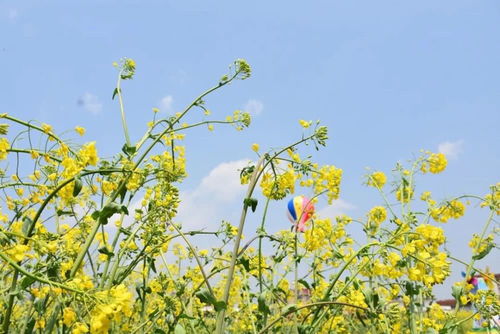 花开旺盛期 秋溪万亩油菜花盛开迎客
