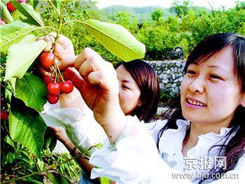 采摘园摘樱桃(图)