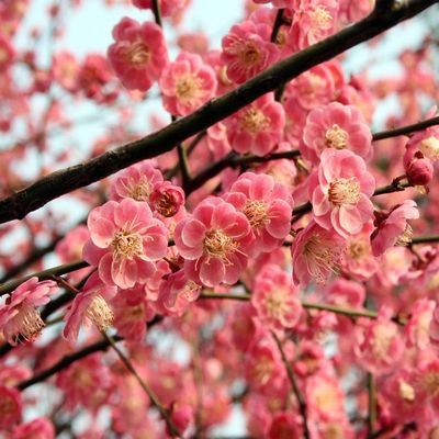 红梅小苗的价格 红梅花的优点
