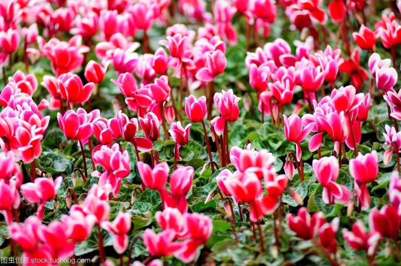 closeup,nobody,outdoor,景深,特写,无人,户外,开花,美丽,前景聚焦,种植,栽培,depth of field,充足,abundance,生物学,旺盛,blooming,盛开,beautyinnature,biology,blossom,bloom,beauty,blossoming,植物学,botany,cultivated,cultivation,cyclamenhederifolium,colorimage,白天,cyclamen,depthoffield,dof,day,花卉