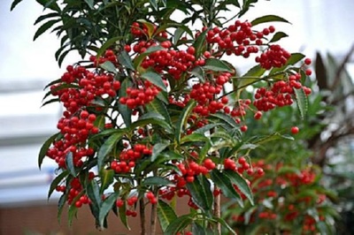 3种室内富贵花,有钱没钱都快养两盆,最适宜当下栽种,大气美观
