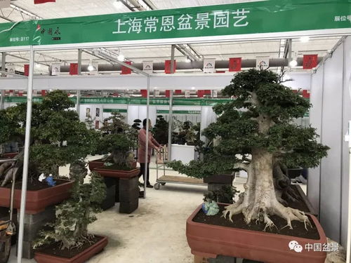 第四届中国风盆景展卖场掠影