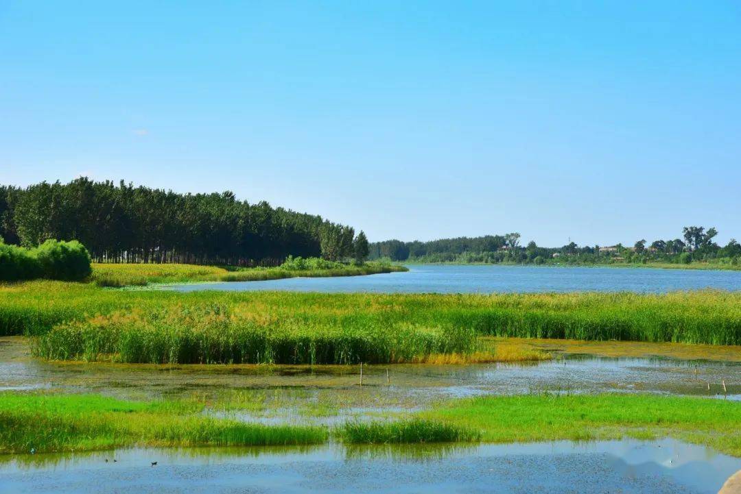 遇见砀山之--黄河故道湿地自然保护区!