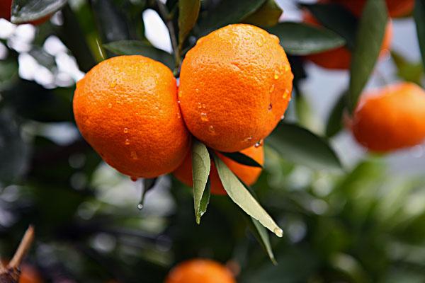 今年“宜昌蜜桔”虽量减价涨 但需求旺盛